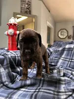 Bonnie               Black brindle, a female Cane Corso for sale in Ocala, FL – 3 of 5