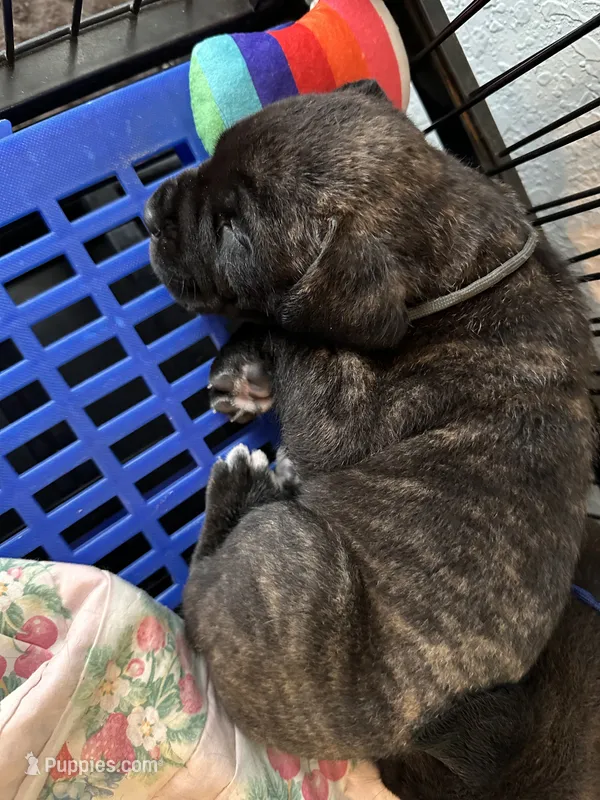 Rocky – Cane Corso puppy for sale in Ocala, FL