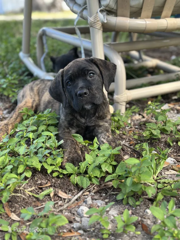 Bonnie               Black brindle – Cane Corso puppy for sale in Largo, FL