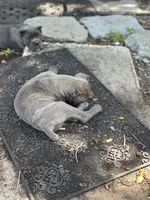 Porsche, a female Cane Corso for sale in Largo, FL – 4 of 8