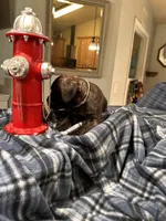 Clyde black brindle, a male Cane Corso for sale in Ocala, FL – 4 of 7