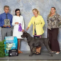 Girl 1, a  Cane Corso for sale in Ocala, FL – 1 of 2