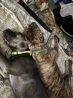 Female, a female Cane Corso for sale in Ocala, FL – 7 of 8