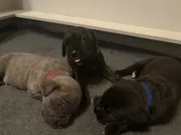 Rocky, a male Cane Corso for sale in Ocala, FL – 6 of 6