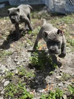 Porsche, a female Cane Corso for sale in Largo, FL – 3 of 8