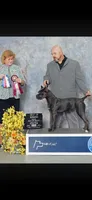 Rocky, a male Cane Corso for sale in Ocala, FL – 3 of 6