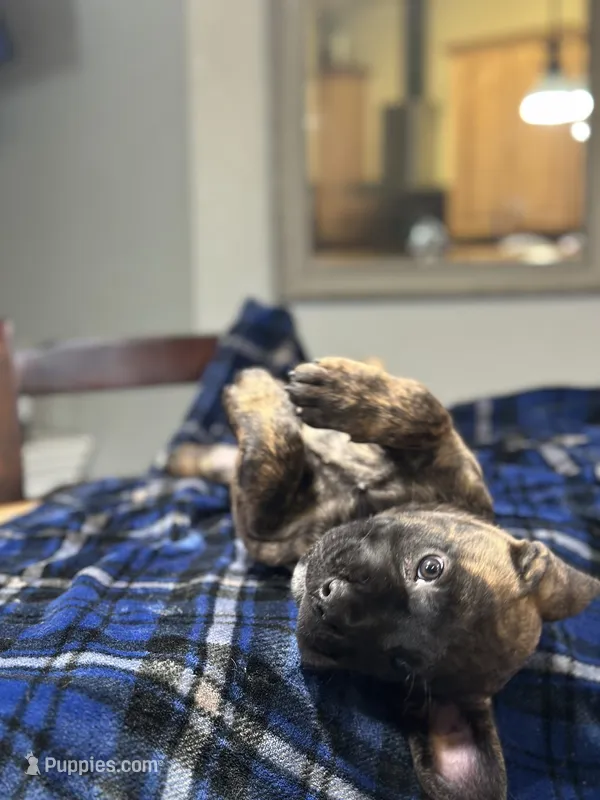 Bonnie               Black brindle – Cane Corso puppy for sale in Largo, FL