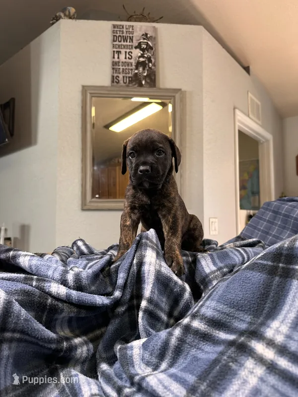 Bonnie               Black brindle – Cane Corso puppy for sale in Ocala, FL