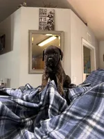 Bonnie               Black brindle, a female Cane Corso for sale in Ocala, FL – 1 of 5