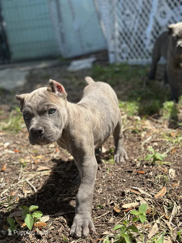Porsche – Cane Corso puppy for sale in Largo, FL