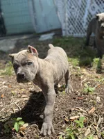 Porsche, a female Cane Corso for sale in Largo, FL – 1 of 8