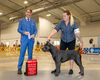 HIGH ROYAL KENNEL, a male Cane Corso for sale in Ocala, FL – 2 of 2