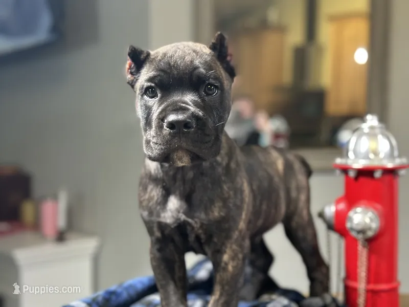 Clyde black brindle – Cane Corso puppy for sale in Largo, FL