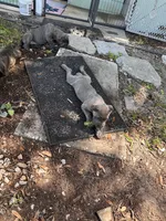 Porsche, a female Cane Corso for sale in Largo, FL – 5 of 8
