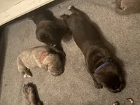 Female, a female Cane Corso for sale in Ocala, FL – 5 of 8