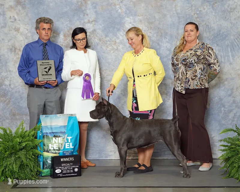 Boy 1 – Cane Corso puppy on hold in Ocala, FL