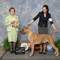 Boy 1, a  Cane Corso for sale in Ocala, FL – 2 of 2