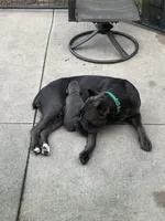 Female, a female Cane Corso for sale in Ocala, FL – 4 of 8