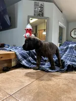 Bonnie               Black brindle, a female Cane Corso for sale in Ocala, FL – 2 of 5