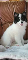 Spot, a male Pomsky for sale in Kent, WA – 1 of 5