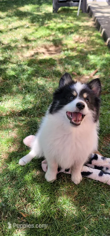 Spot – Pomsky puppy for sale in Kent, WA