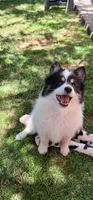 Spot, a male Pomsky for sale in Kent, WA – 4 of 5