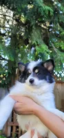 Spot, a male Pomsky for sale in Kent, WA – 3 of 5