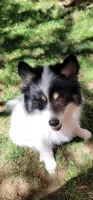 Spot, a male Pomsky for sale in Kent, WA – 5 of 5