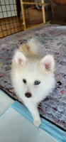 Goldie , a female Pomsky for sale in Kent, WA – 2 of 4