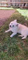 Goldie , a female Pomsky for sale in Kent, WA – 4 of 4