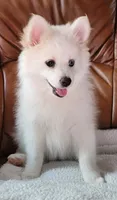 Goldie , a female Pomsky for sale in Kent, WA – 3 of 4