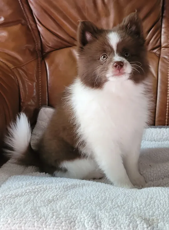 Brownie – Pomsky puppy for sale in Kent, WA