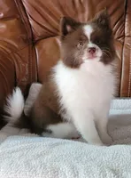 Brownie, a female Pomsky for sale in Kent, WA – 1 of 4