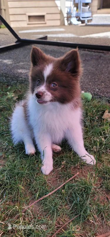 Brownie – Pomsky puppy for sale in Kent, WA