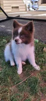 Brownie, a female Pomsky for sale in Kent, WA – 4 of 4