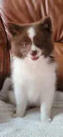 Brownie, a female Pomsky for sale in Kent, WA – 2 of 4