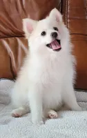 Goldie , a female Pomsky for sale in Kent, WA – 1 of 4