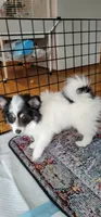 Spot, a male Pomsky for sale in Kent, WA – 2 of 5