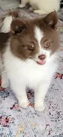 Brownie, a female Pomsky for sale in Kent, WA – 3 of 4