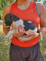 Male 1, a male Jack Russell Terrier and Parson Russell Terrier for sale in Sandpoint, ID – 2 of 2