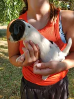 Male 3, a male Jack Russell Terrier and Parson Russell Terrier for sale in Sandpoint, ID – 2 of 2