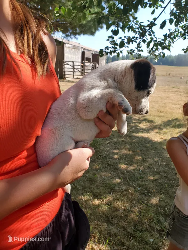Male 2 – Jack Russell Terrier, Parson Russell Terrier puppy for sale in Sandpoint, ID