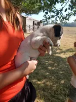 Male 2, a male Jack Russell Terrier and Parson Russell Terrier for sale in Sandpoint, ID – 1 of 2