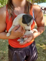 Male 2, a male Jack Russell Terrier and Parson Russell Terrier for sale in Sandpoint, ID – 2 of 2