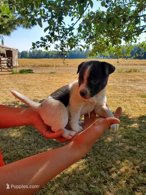 Female 1 – Jack Russell Terrier, Parson Russell Terrier puppy for sale in Sandpoint, ID
