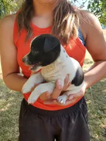 Female 1, a female Jack Russell Terrier and Parson Russell Terrier for sale in Sandpoint, ID – 2 of 2
