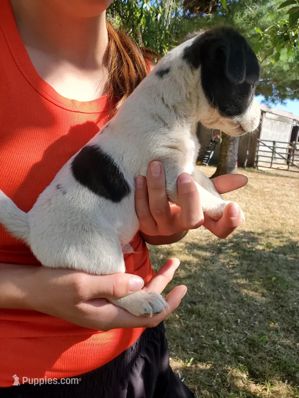Male 3 – Jack Russell Terrier, Parson Russell Terrier puppy for sale in Sandpoint, ID