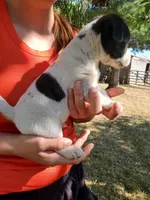 Male 3, a male Jack Russell Terrier and Parson Russell Terrier for sale in Sandpoint, ID – 1 of 2