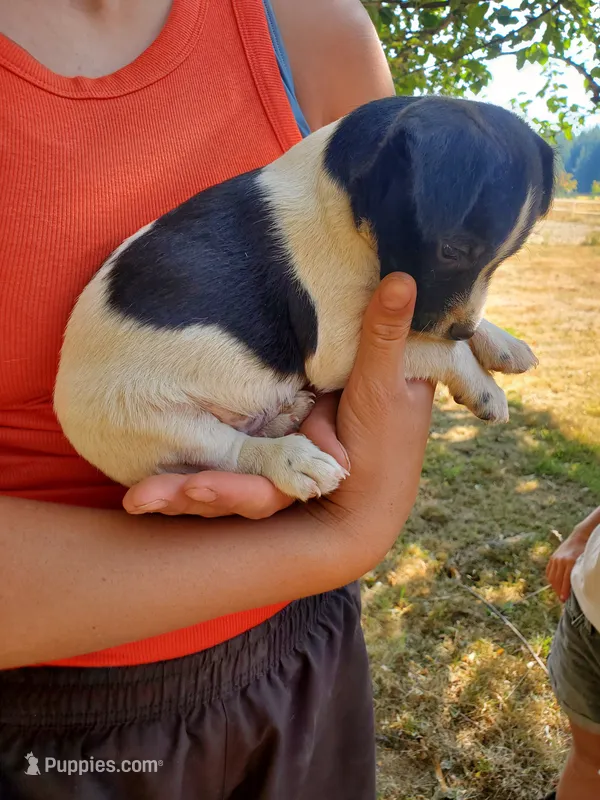 Male 1 – Jack Russell Terrier, Parson Russell Terrier puppy for sale in Sandpoint, ID
