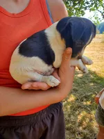 Male 1, a male Jack Russell Terrier and Parson Russell Terrier for sale in Sandpoint, ID – 1 of 2